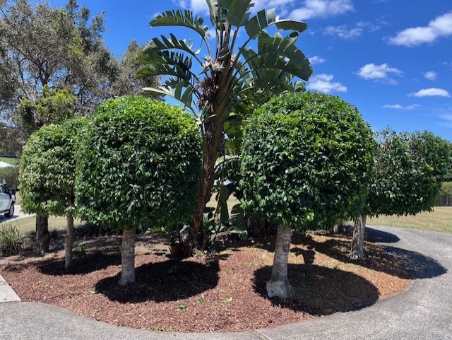 Hedging and Shrub Trimming