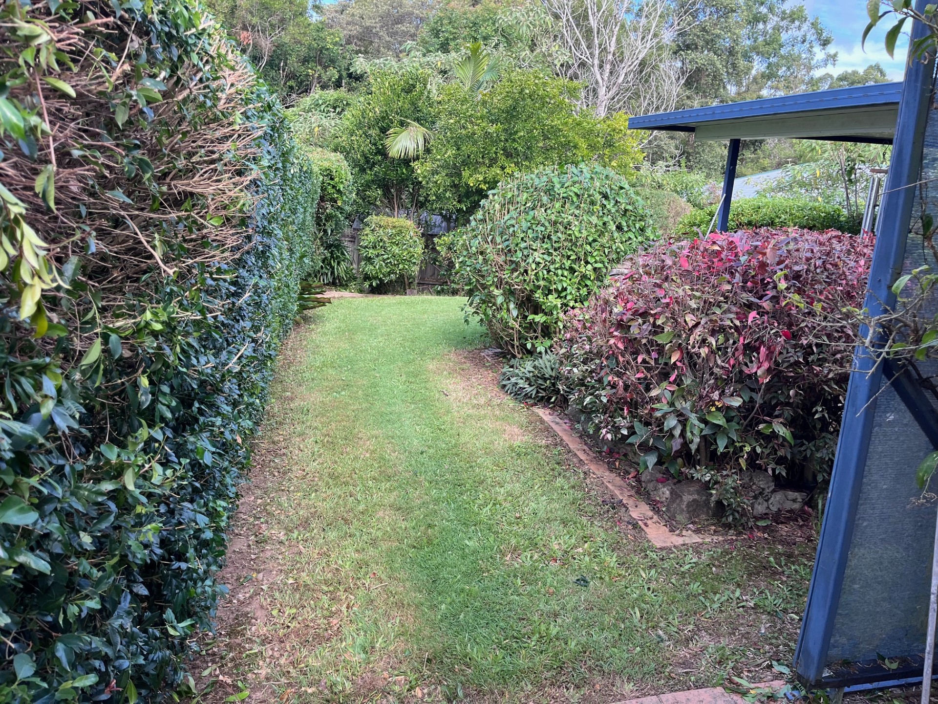 Hedging and Shrub Trimming: Garden path hedge and shrub trim — after
