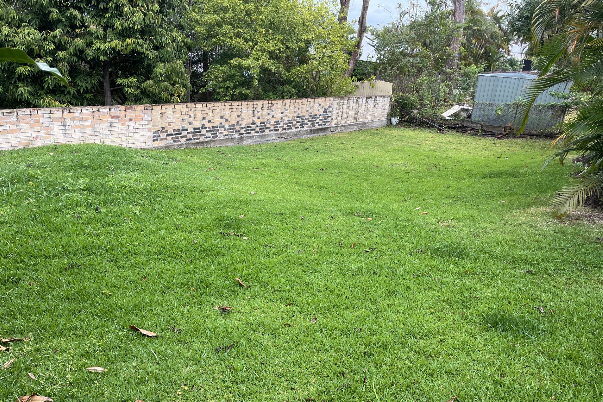 Residential Lawn Care: Backyard refresh — before