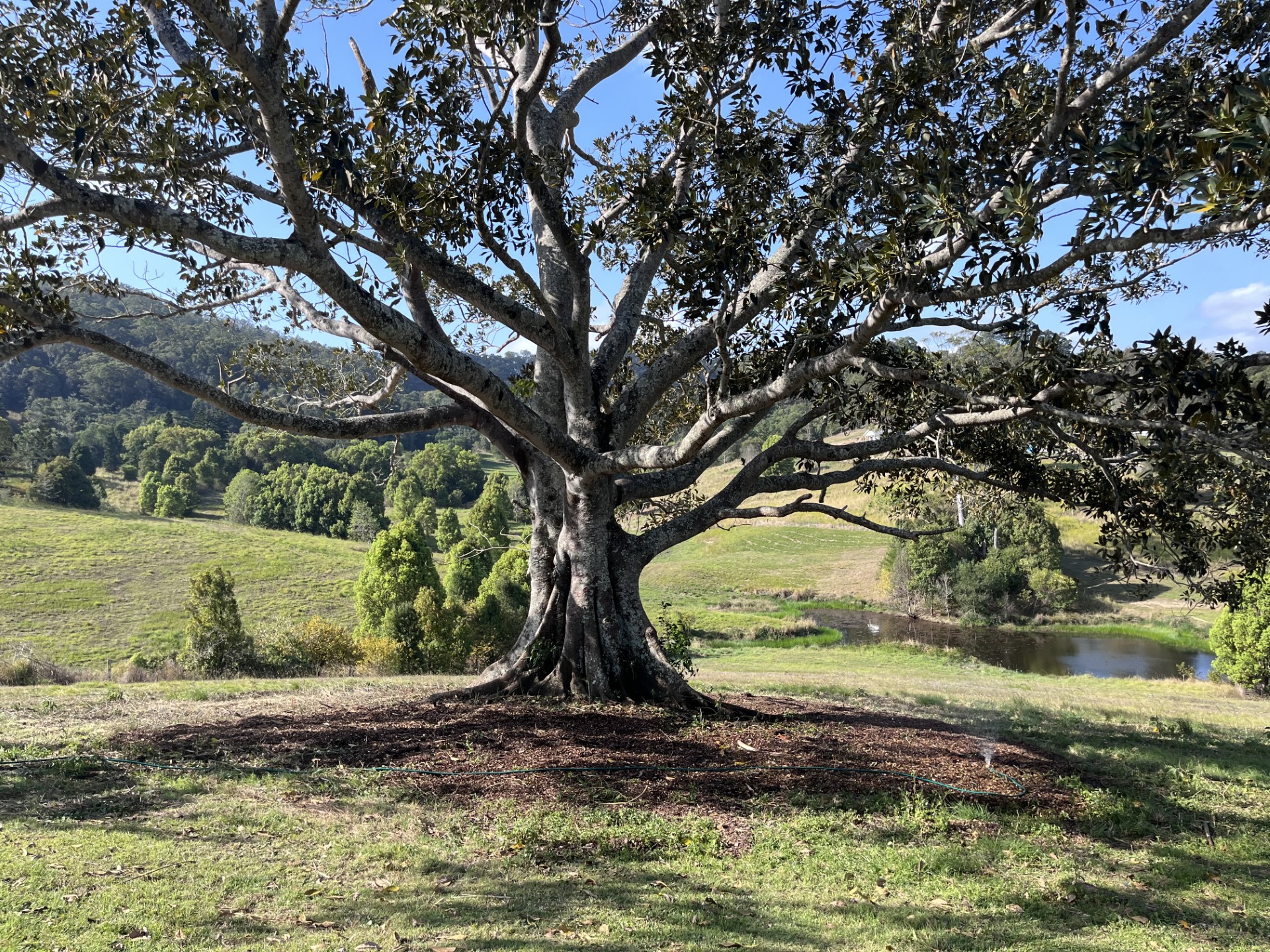 All Gardening Needs: Clearing overgrowth under a fig tree — after