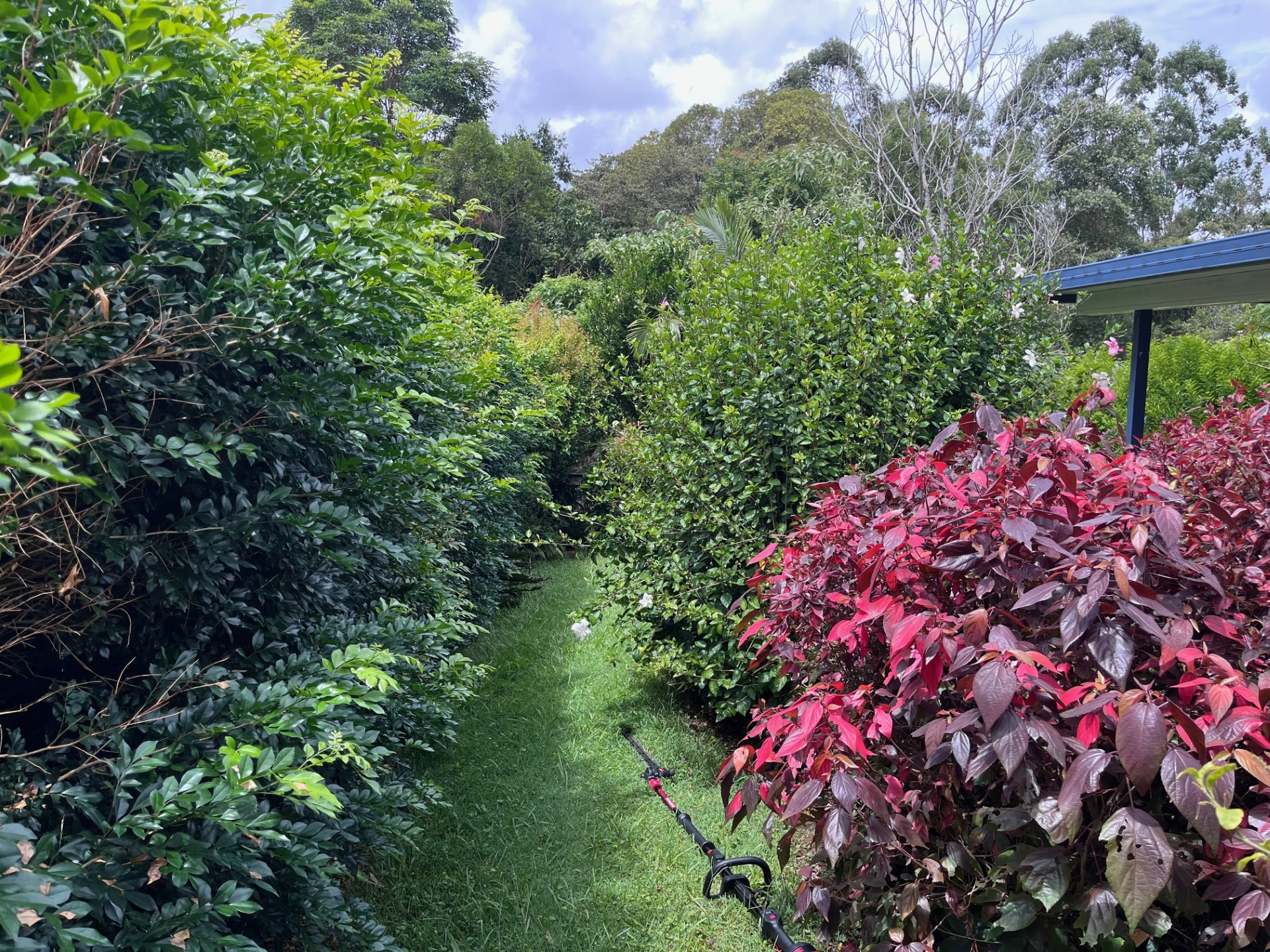 Hedging and Shrub Trimming: Garden path hedge and shrub trim — before