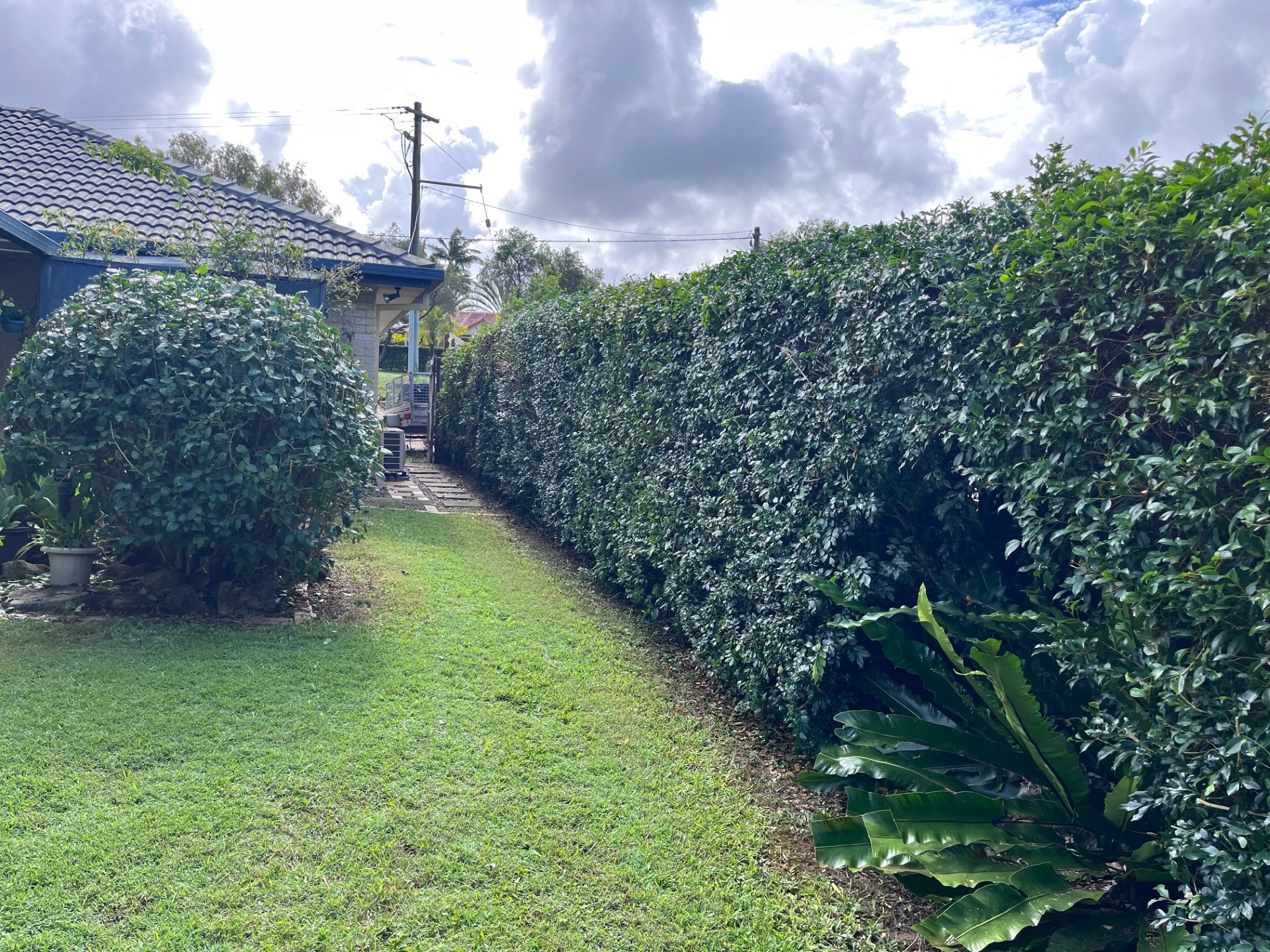 All Gardening Needs: Side yard hedge and shrub reshape — after