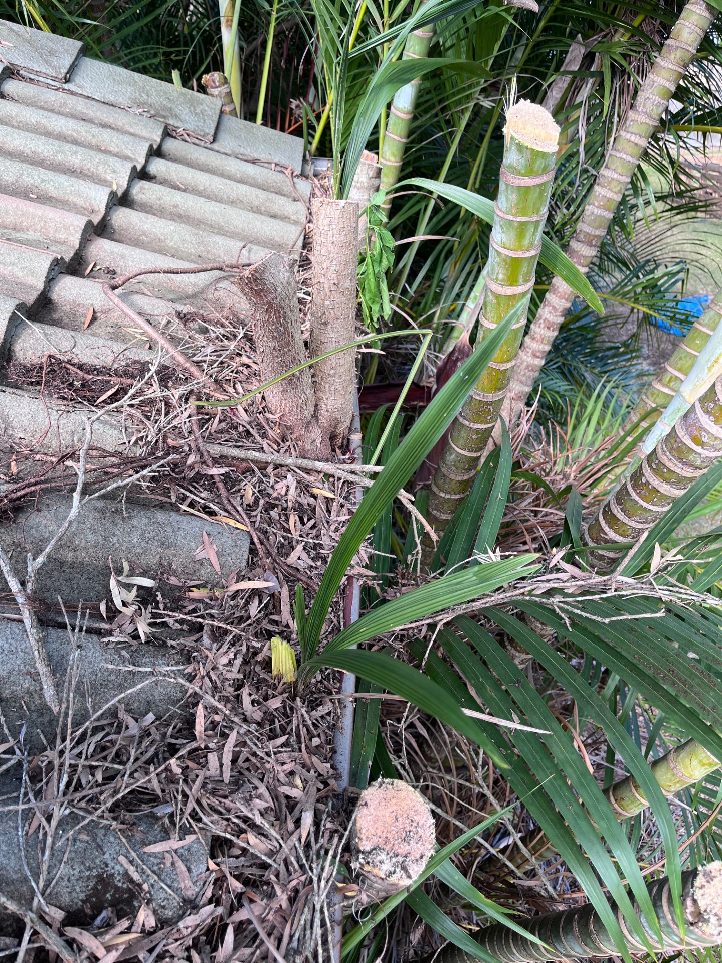 Gutter Cleaning: Clearing palms and debris from gutters — before