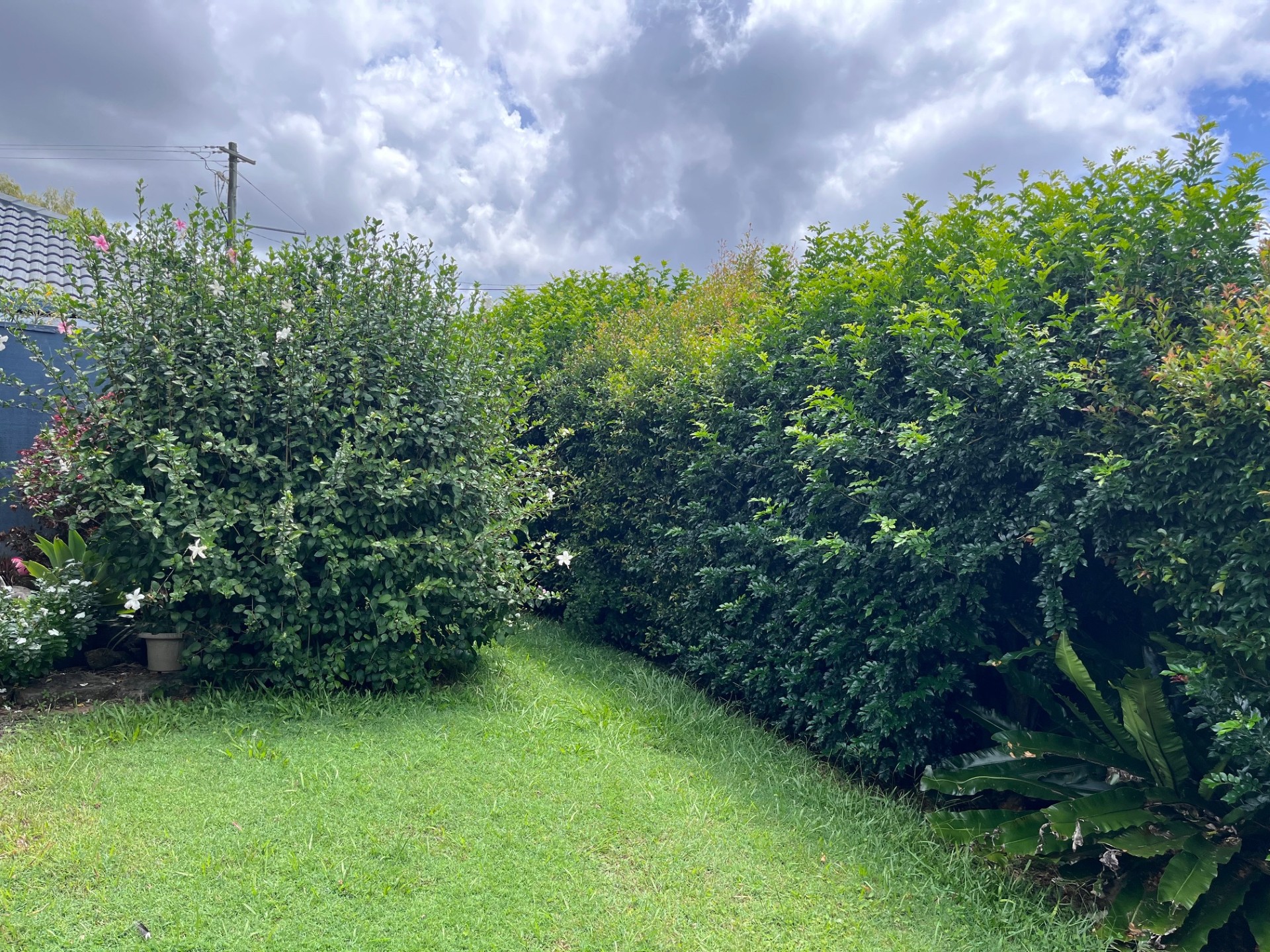 All Gardening Needs: Side yard hedge and shrub reshape — before