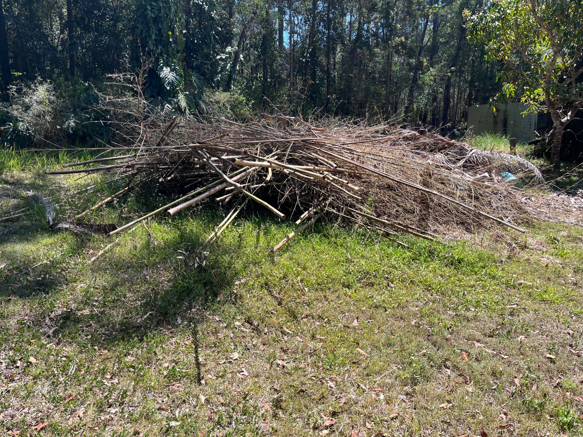 Rubbish and Green Waste Removal: Bamboo and green waste removal — before