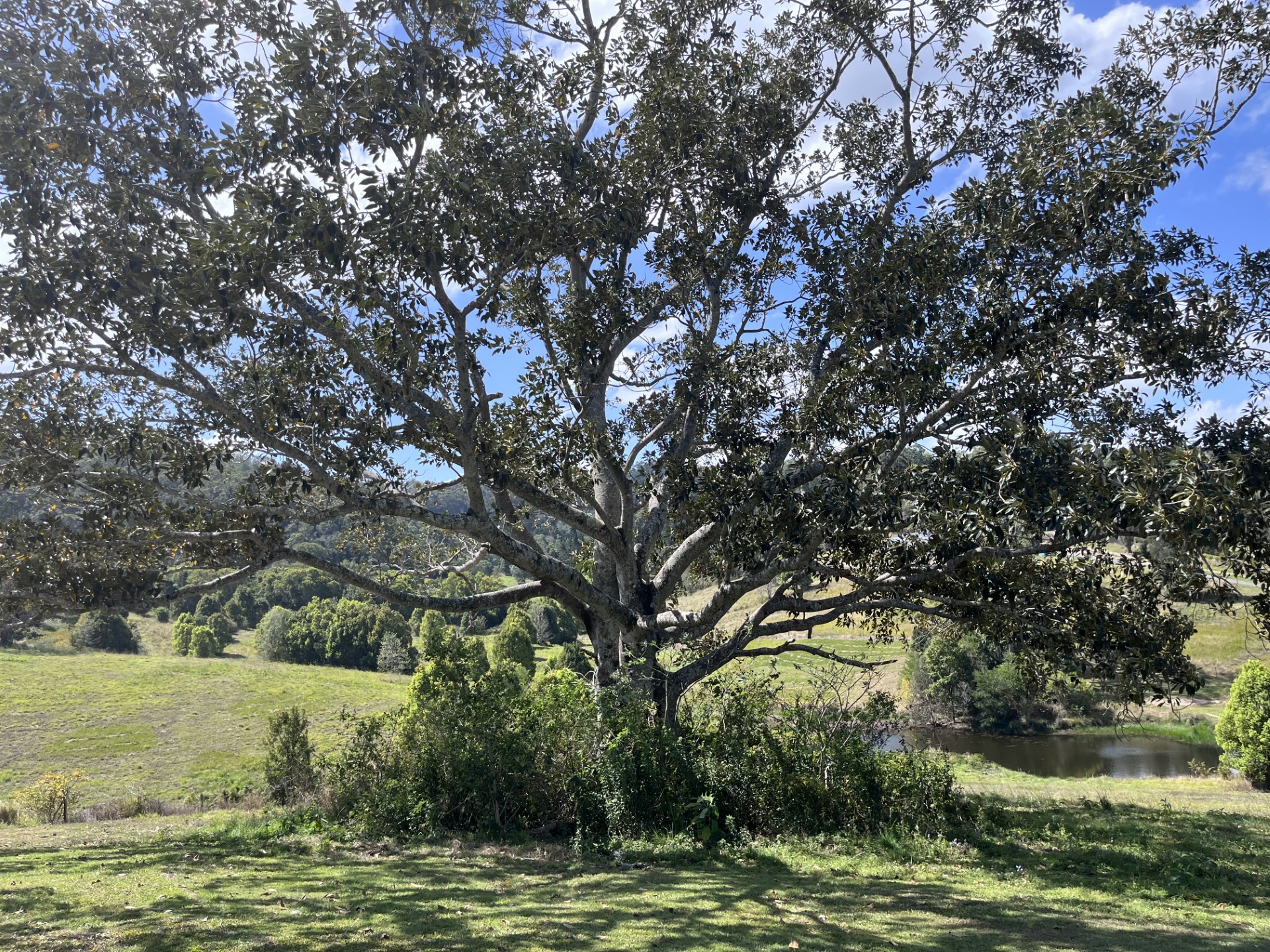 All Gardening Needs: Clearing overgrowth under a fig tree — before